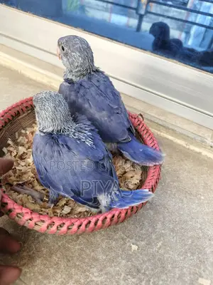 Double Factor Violet Ringneck Baby