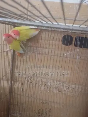 Want to sell this Lovebird