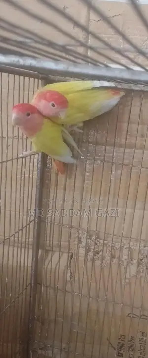 Want to sell this Lovebird