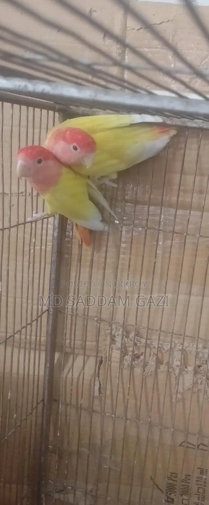 Want to sell this Lovebird