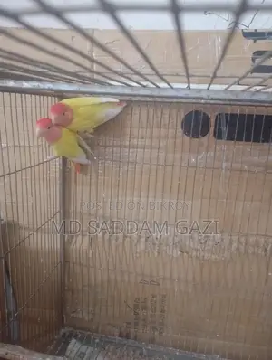 Want to sell this Lovebird
