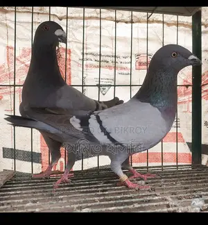 কবুতর বিক্রি
