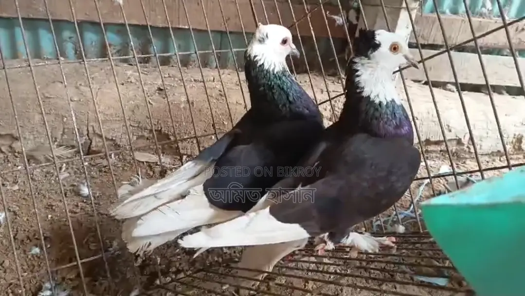 কবুতর বিক্রি