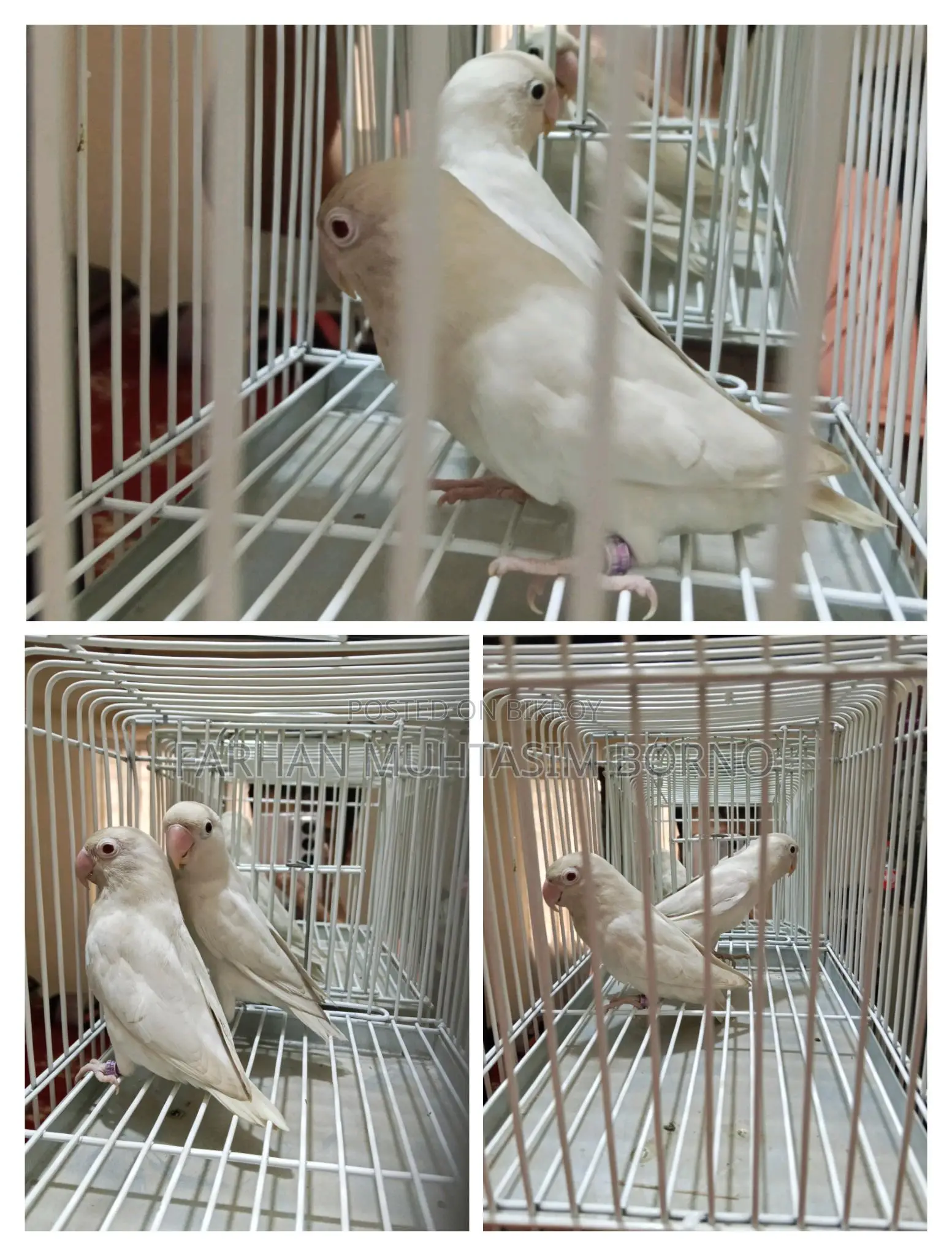 Albino Love Bird