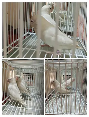 Albino Love Bird