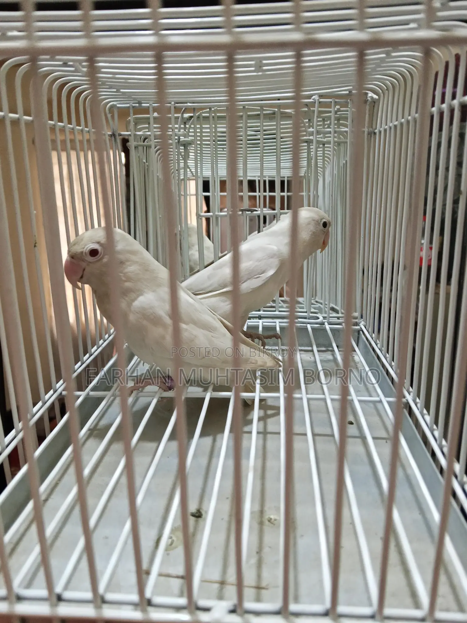 Albino Love Bird
