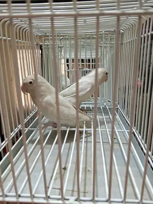 Albino Love Bird