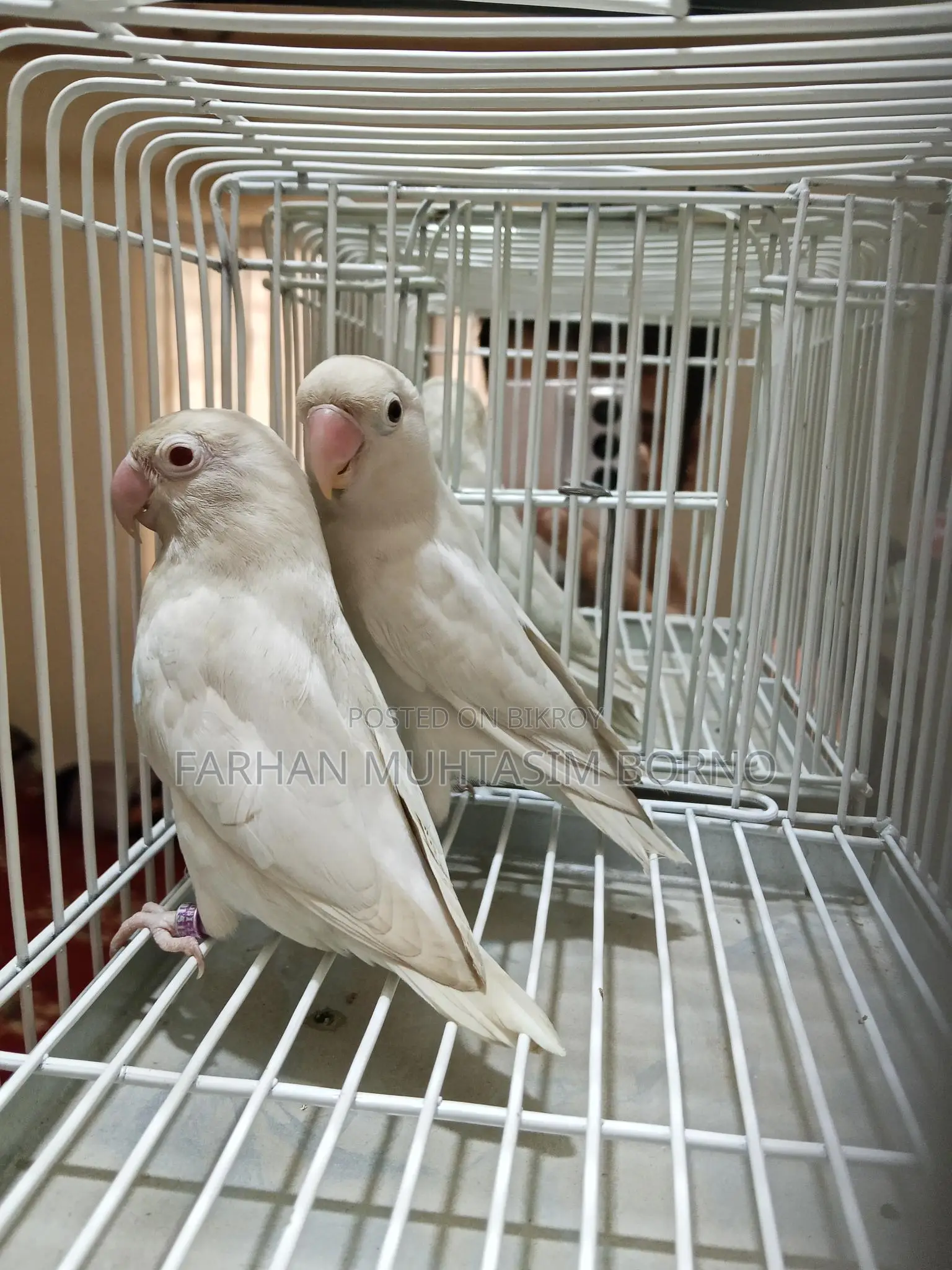 Albino Love Bird