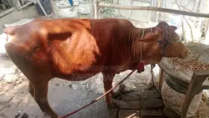 Red Cow