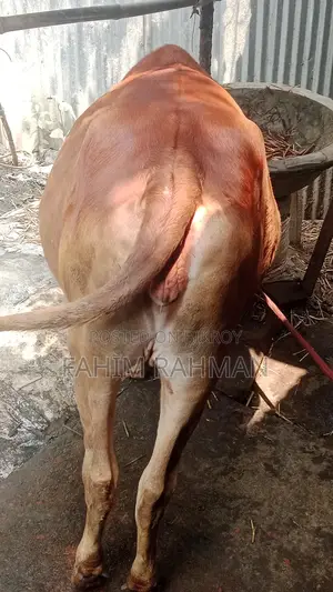 Red Cow