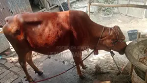 Red Cow