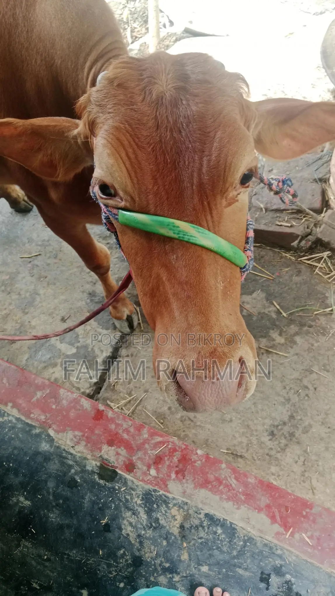 Red Cow