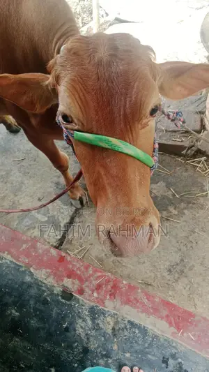 Red Cow