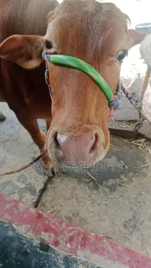 Red Cow