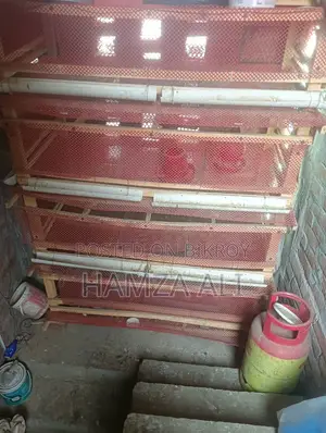 কোয়েল পাখির খাচা