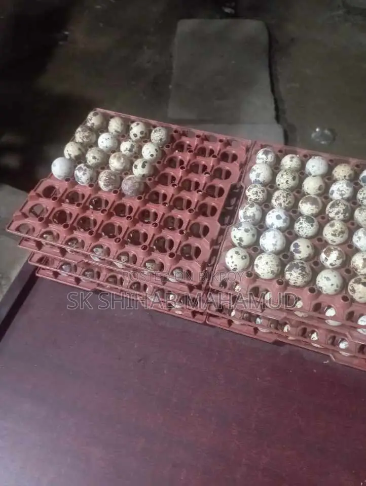 কয়েল পাখির ডিম এর খাঁচি