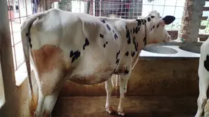 ১০৩২ বকনা বিক্রয় ।