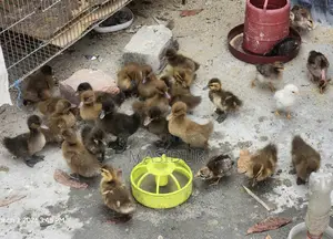 12-Day-Old Native Ducklings for Sale
