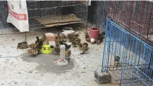 ১২ দিন বয়সের দেশি হাঁসের বাচ্চা বিক্রয়