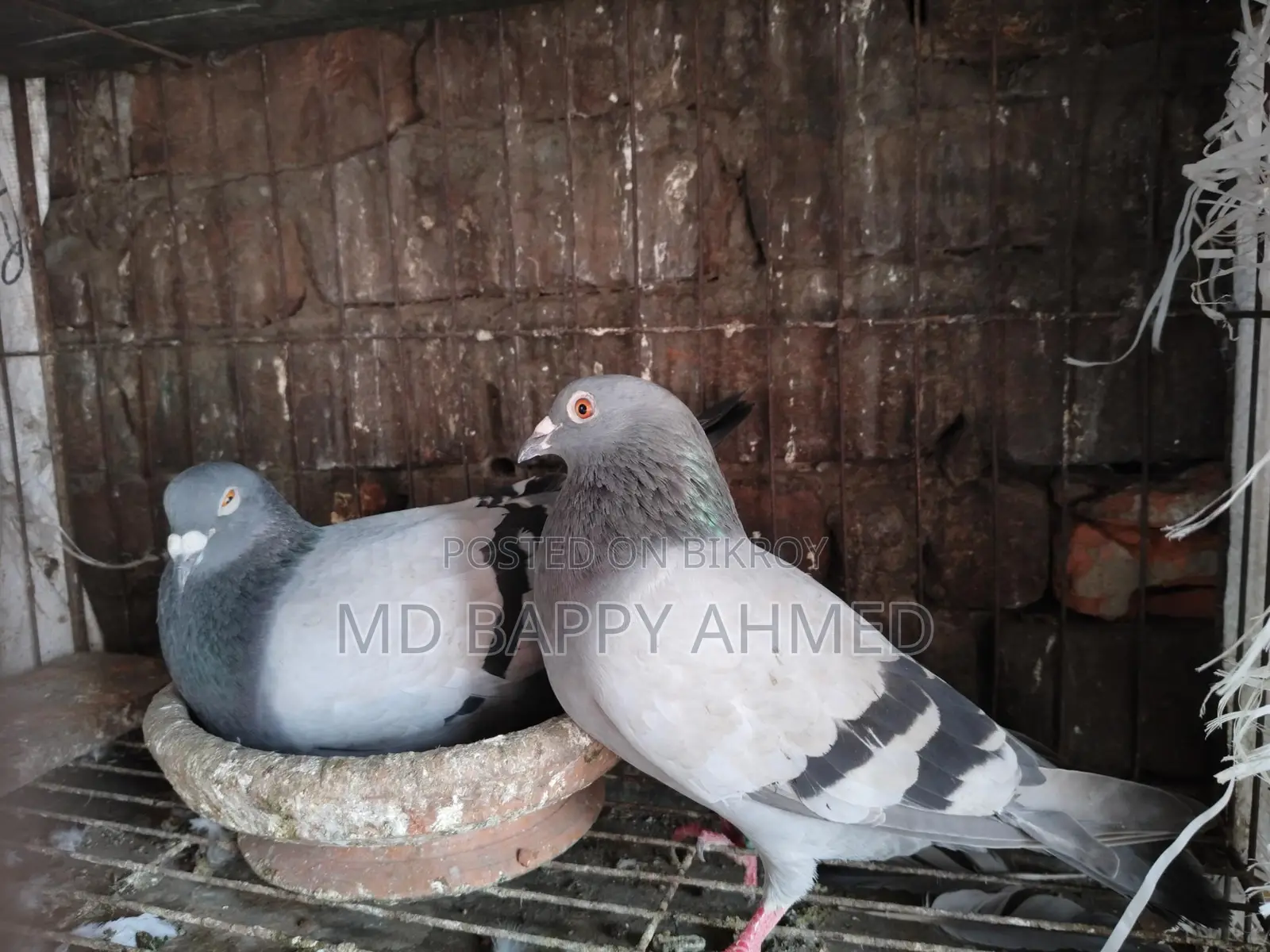 Racing Pigeon for Sale