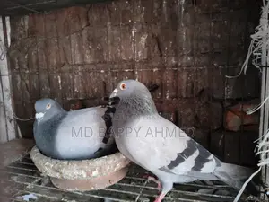 Racing Pigeon for Sale