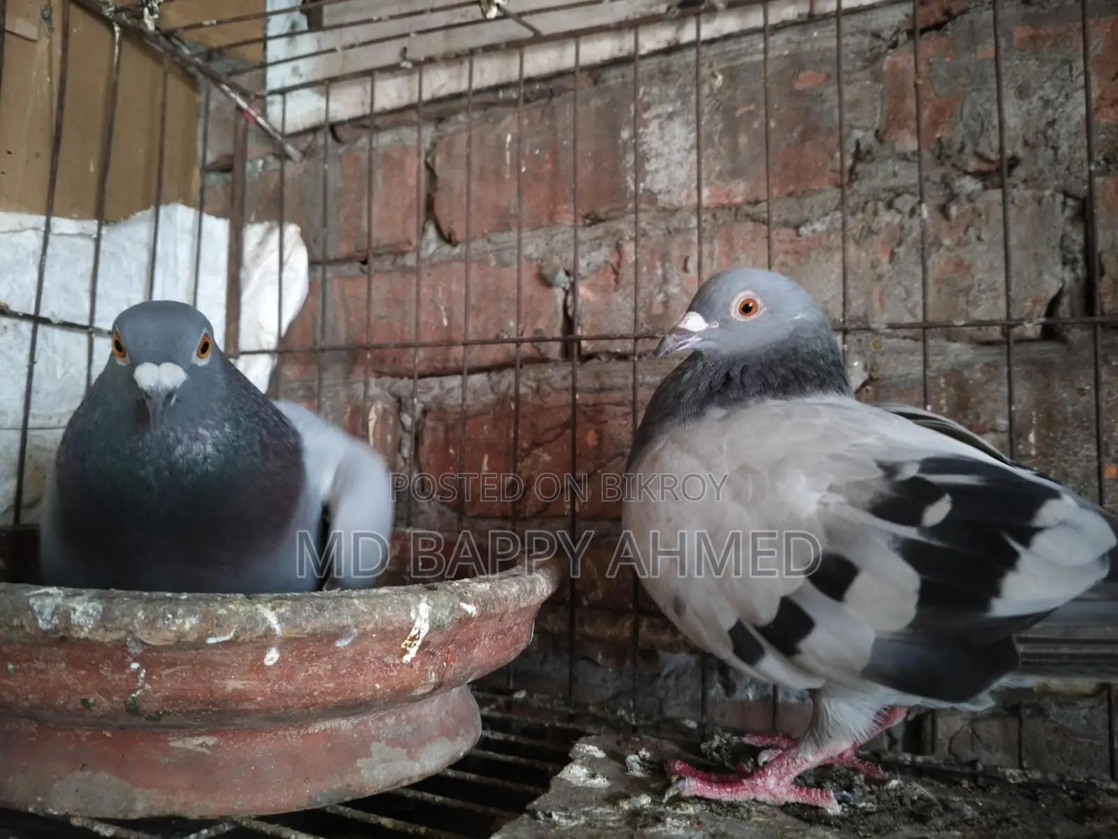 Racing Pigeon for Sale