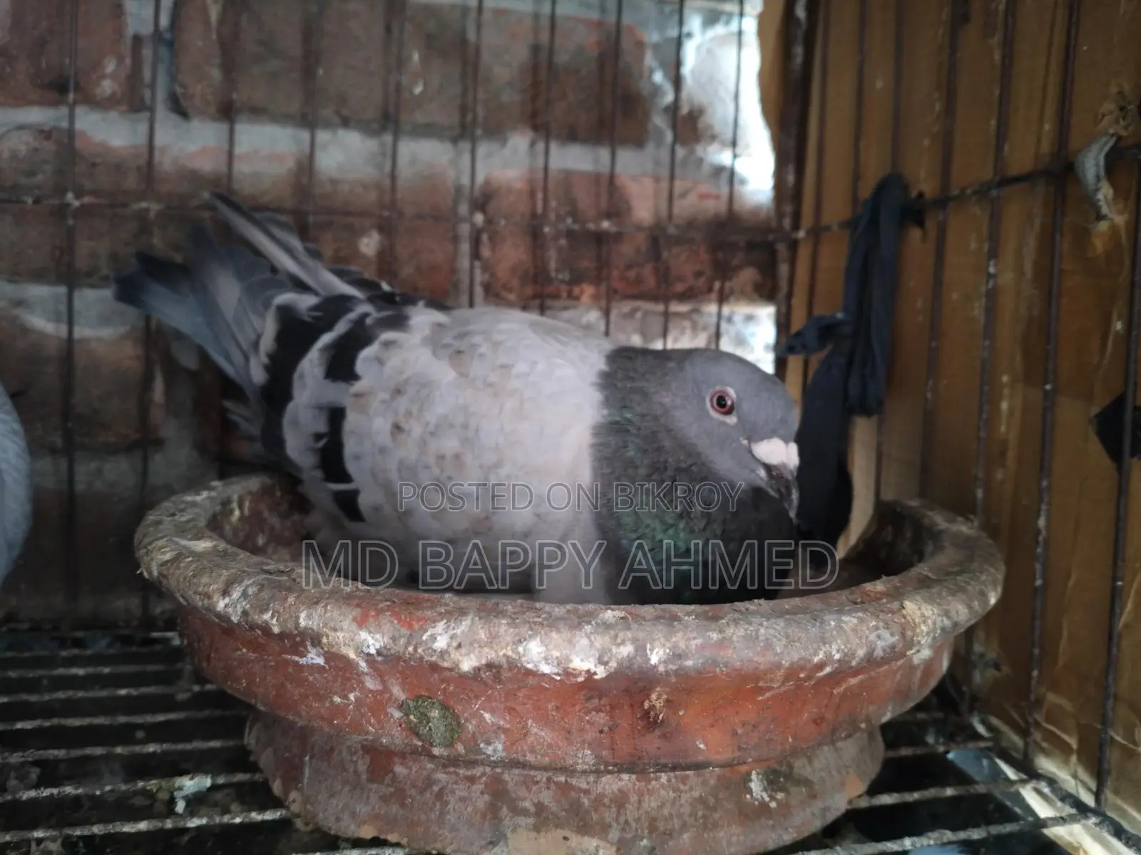 Racing Pigeon for Sale