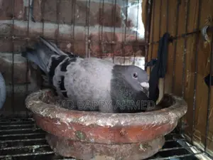 Racing Pigeon for Sale