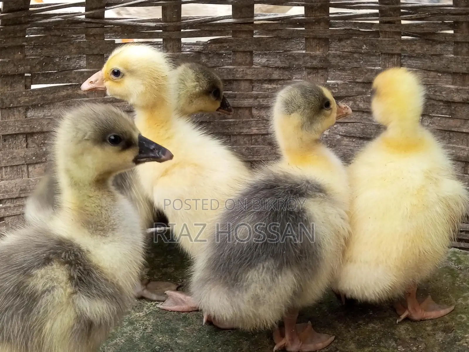 Swan chicks for sale