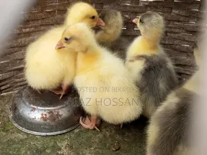 Swan chicks for sale