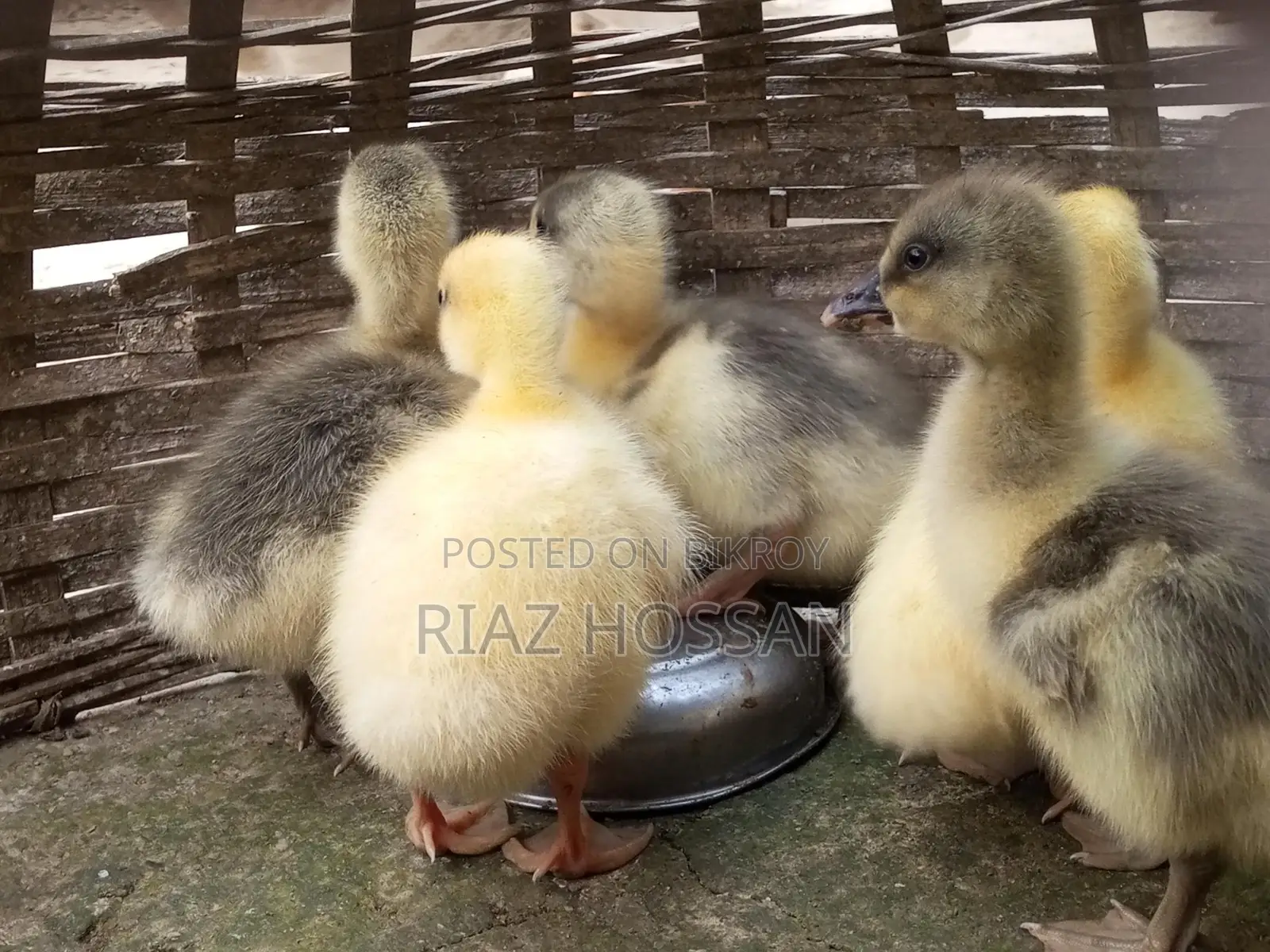 Swan chicks for sale