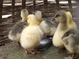 Swan chicks for sale