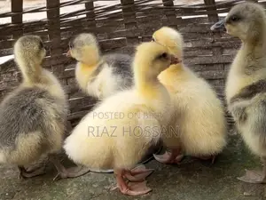 Swan chicks for sale