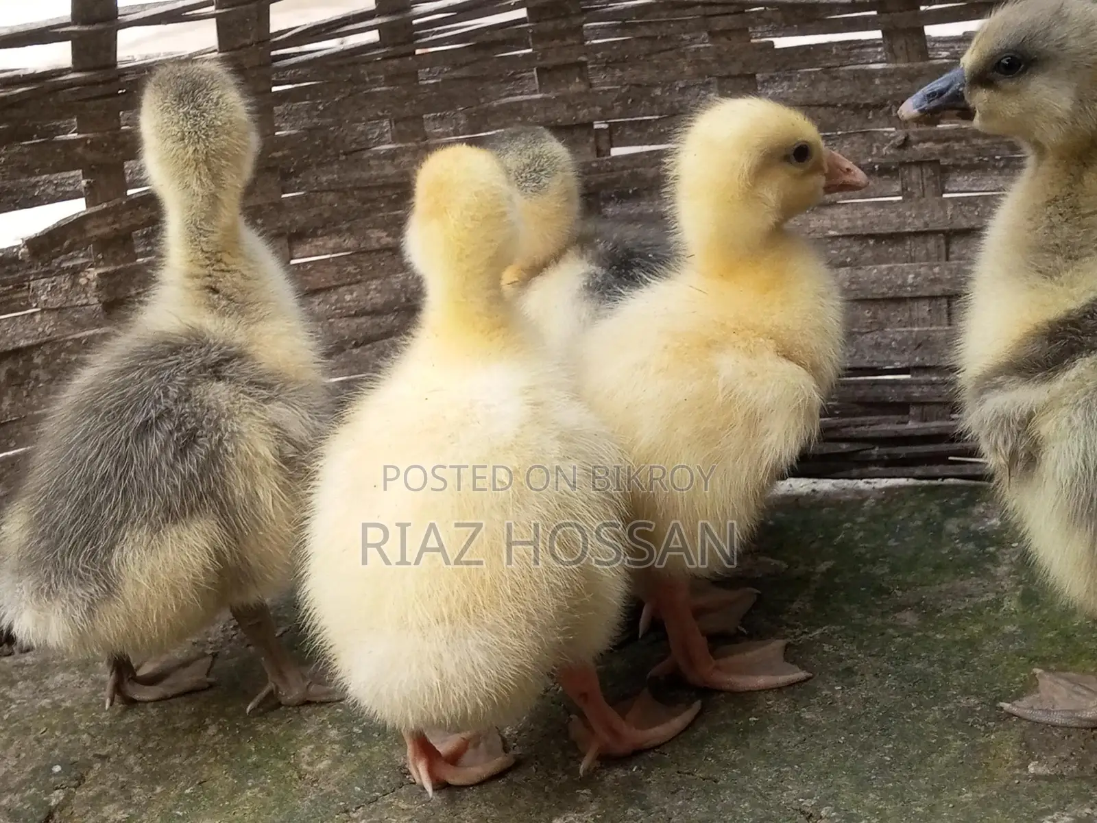 Swan chicks for sale