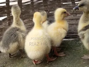 Swan chicks for sale