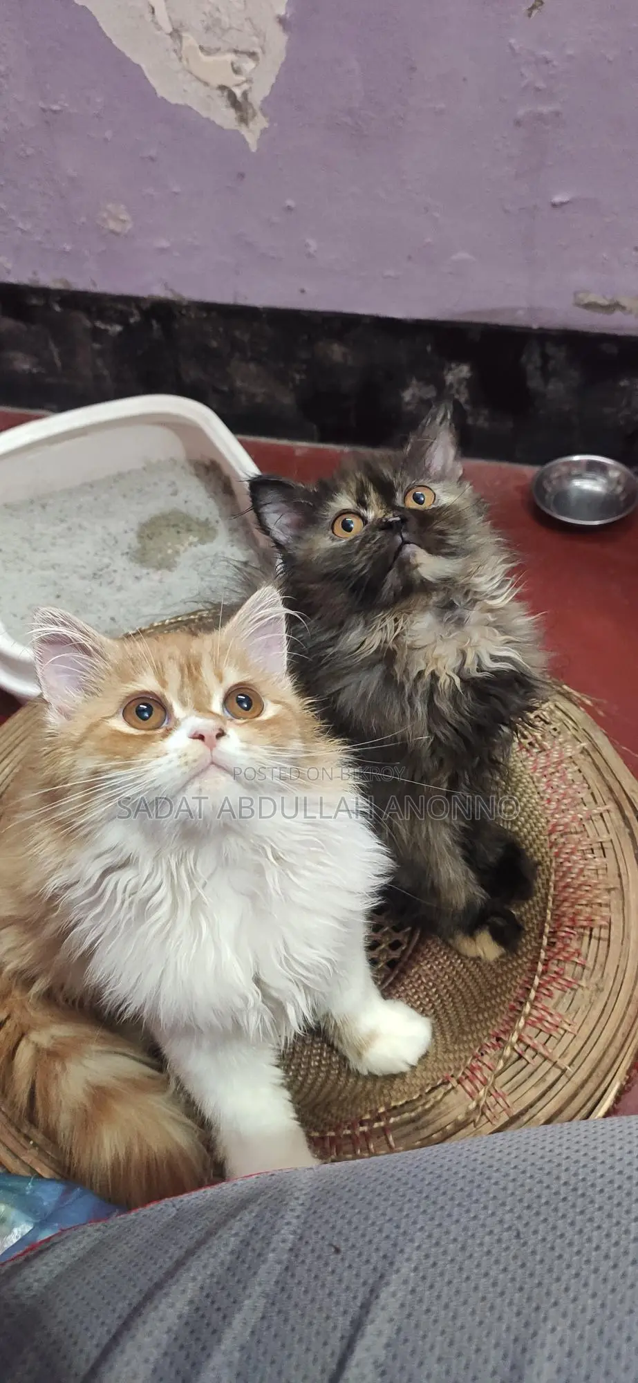 Traditional Persian Tabby Female Cat