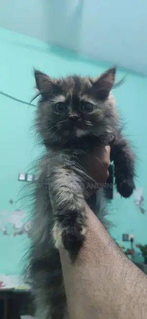 Traditional Persian Tabby Female Cat