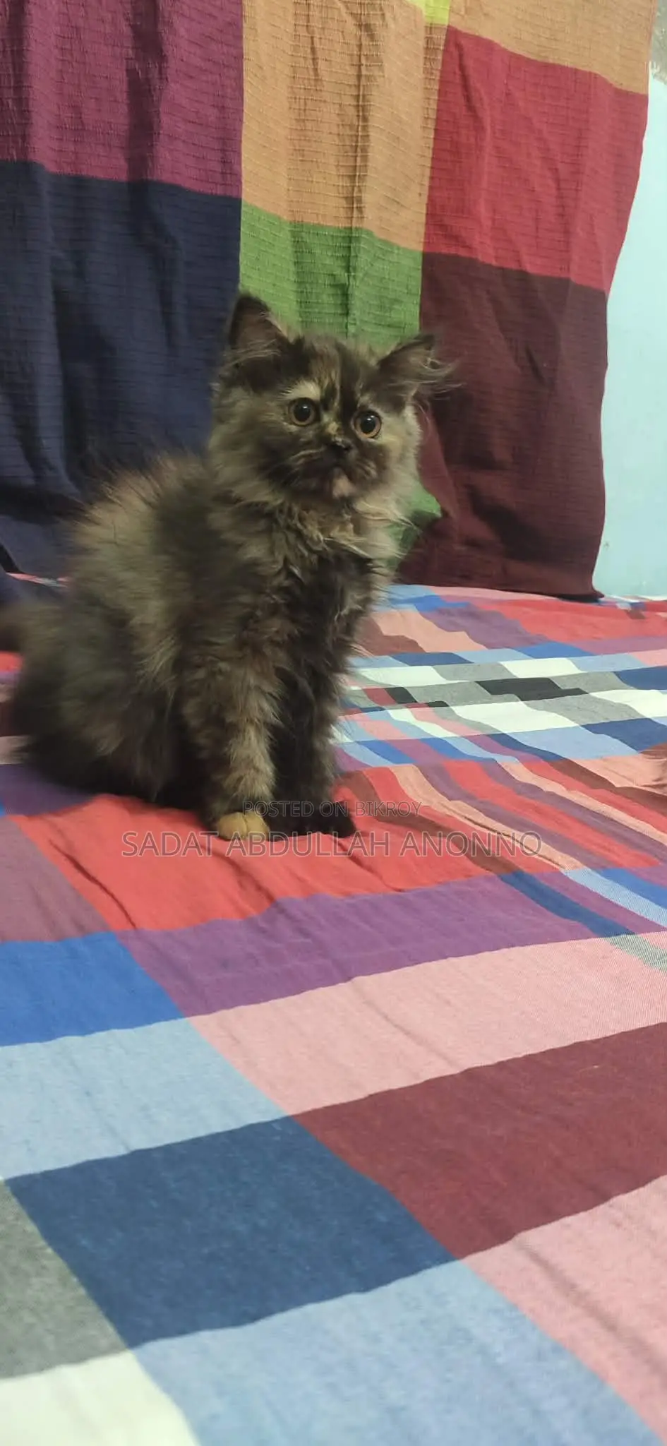 Traditional Persian Tabby Female Cat