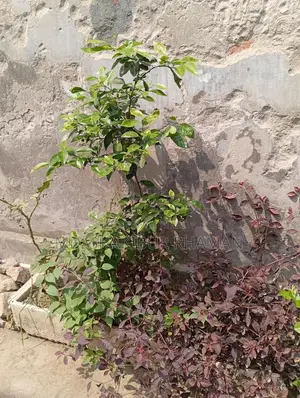 Lemon tree for sale.