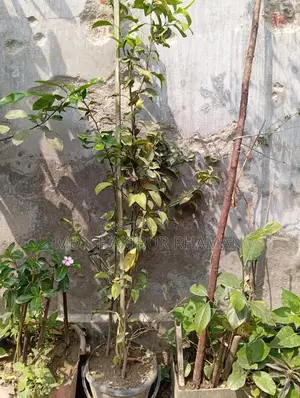 লেবু গাছ বিক্রি করা হবে।