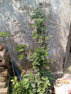 লেবু গাছ বিক্রি করা হবে।