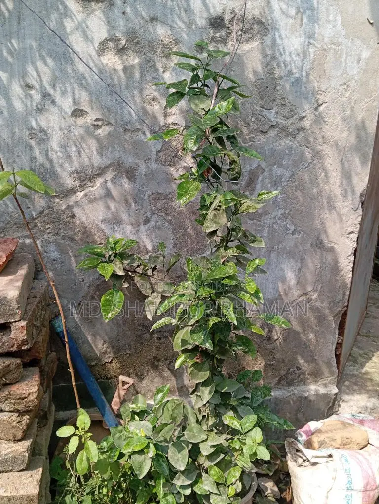 লেবু গাছ বিক্রি করা হবে।