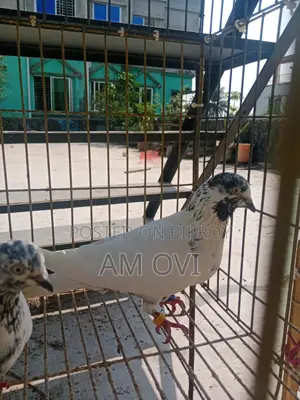 Pair of Running 35 and Golden Cross Pigeons for Sale