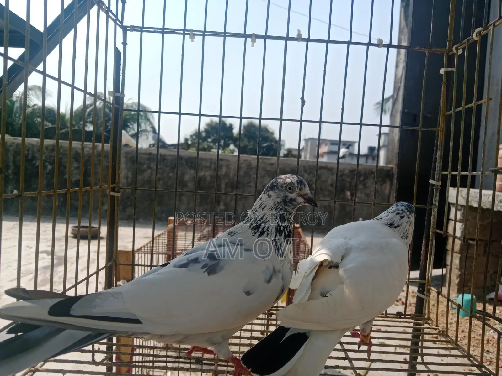 Pair of Running 35 and Golden Cross Pigeons for Sale