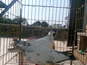Pair of Running 35 and Golden Cross Pigeons for Sale