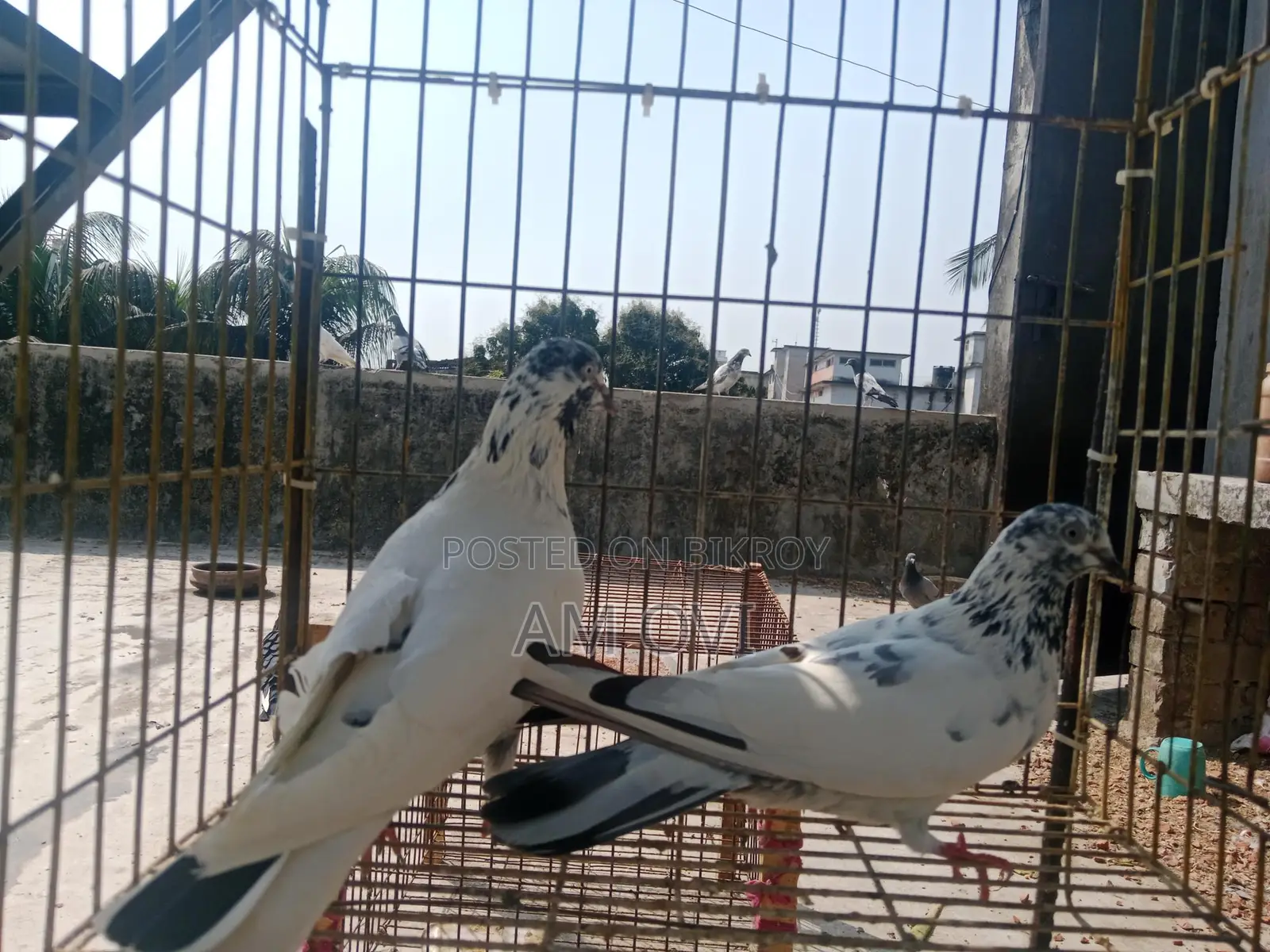 Pair of Running 35 and Golden Cross Pigeons for Sale