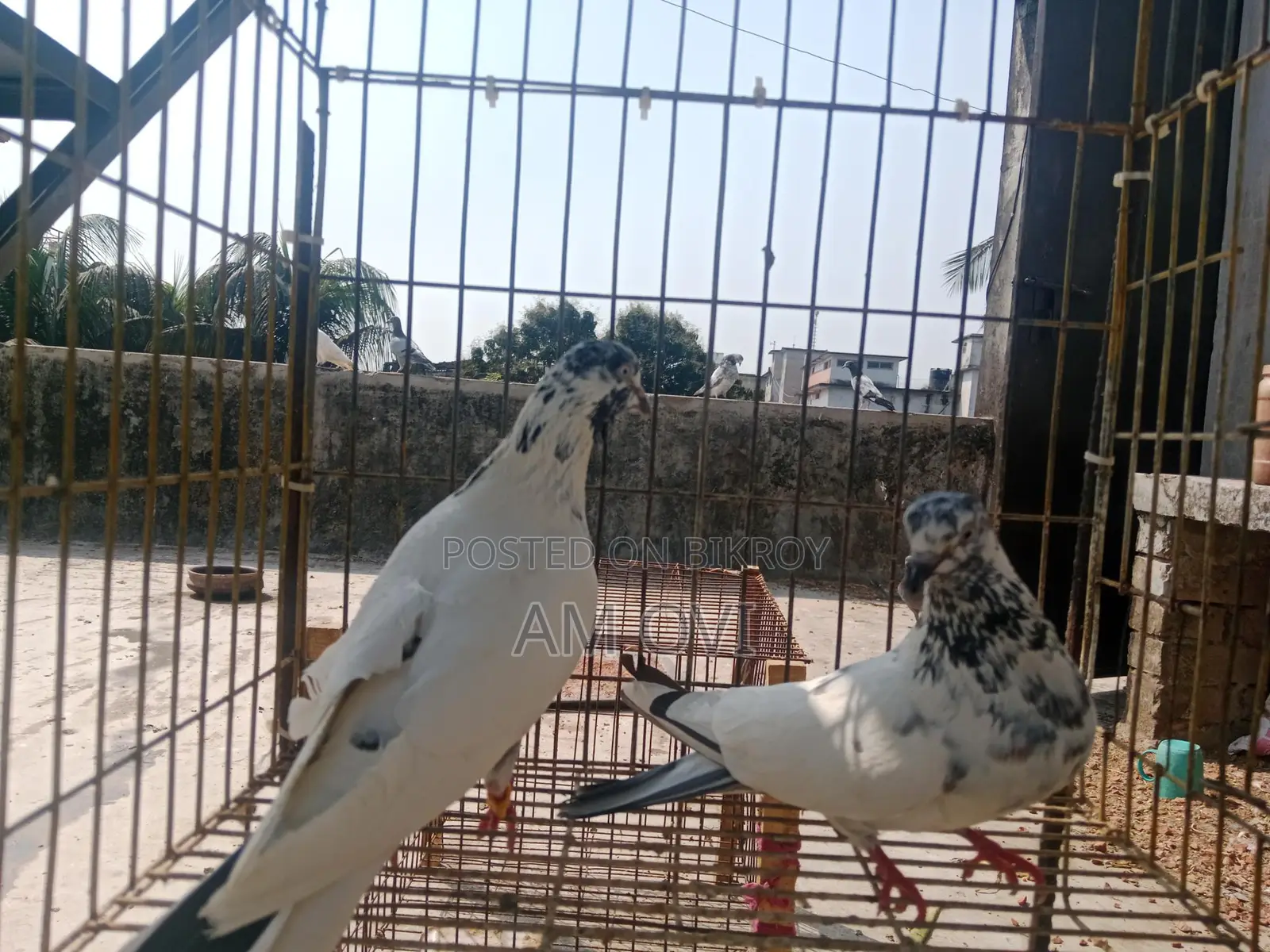 Pair of Running 35 and Golden Cross Pigeons for Sale