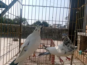 Pair of Running 35 and Golden Cross Pigeons for Sale