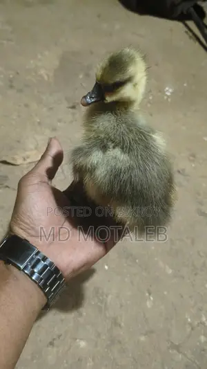 রাজা হাসের বাচ্চা