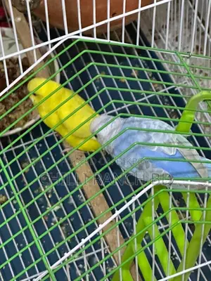 3 Birds for Sale at a Low Price